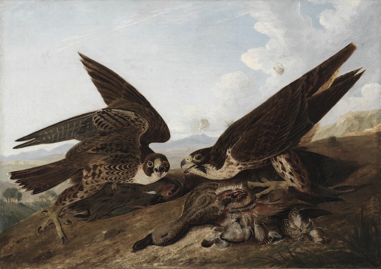 Peregrine Falcons (Duck Hawks) by John James Audubon
